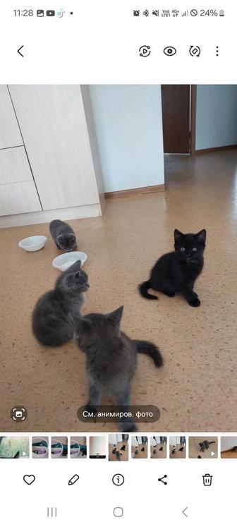 Котята Серые девочки черные мальчики