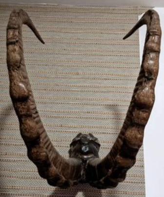 Альпийского рога