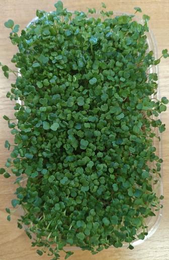 Микрозелень! Живые витамины на подоконнике! Под заказ цена за бокс!