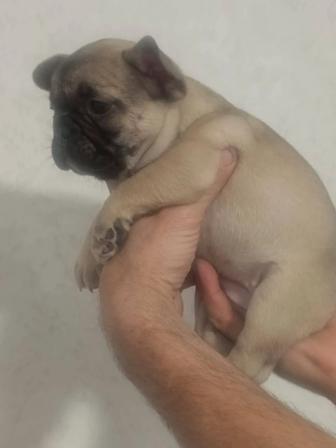 Продам щенка