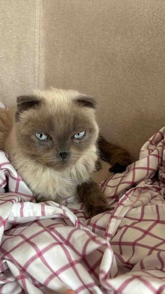 Шотландский вислоухий кот