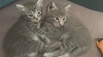 Котята 1 мес