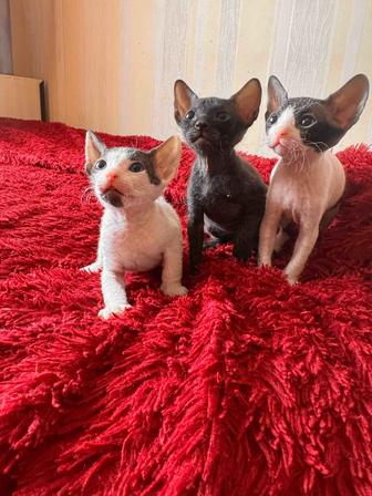 Продам котят сфинксов
