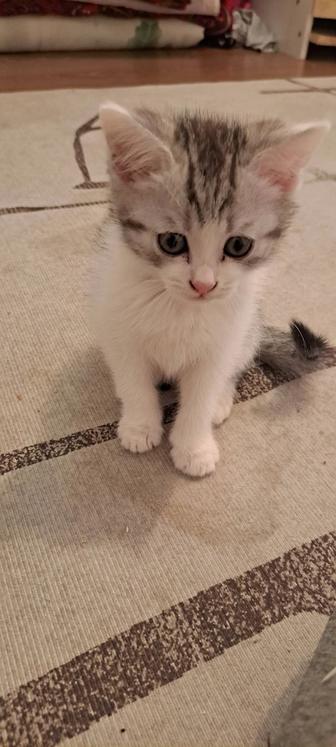 Котят шотландки мальчик 2месяц