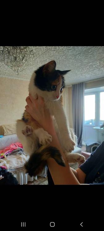 Кошечка Юся