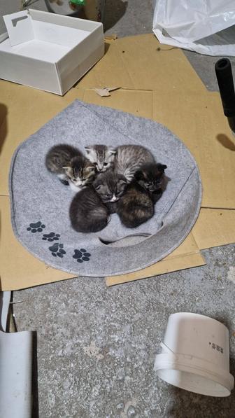 Продам котят