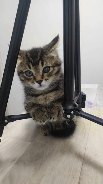 Котенок-девочка , 2,5 месяца