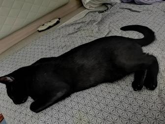 Кошка, бесплатно, срочно
