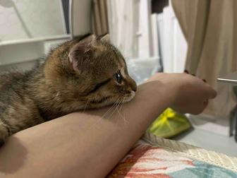 Отдаем кота