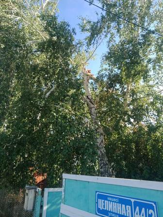 Стрижка карагача и покос травы