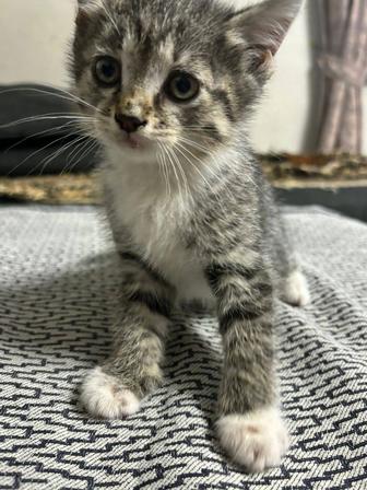 Котята сиамские