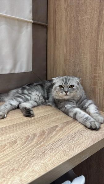 Продам кота Британец Вислоухий