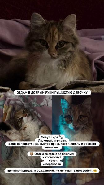 Отдам в добрые руки пушистую кошечку