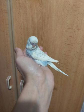 Чех ручной мальчик