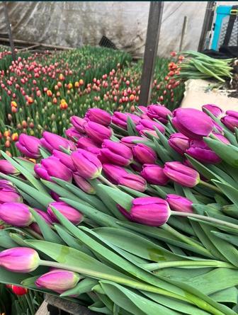 Тюльпаны