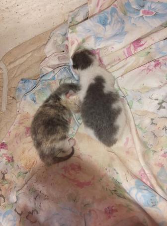 Котята бронь