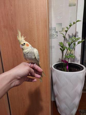 Корелла мальчик ручной