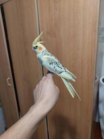 Корелла мальчик ручной