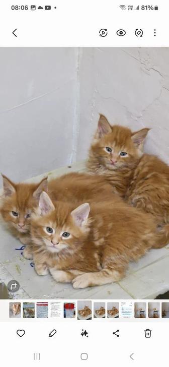 Котята Мейн- Кун