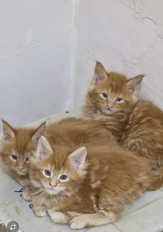 Котенок Мейн- Кун