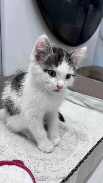 Котенок