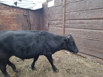 Продам бычка