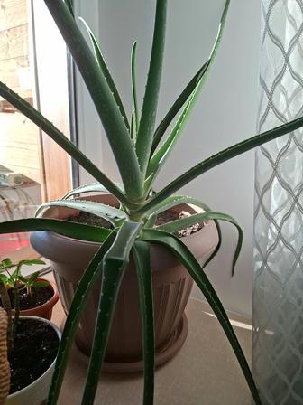 Растение Алоэ вера