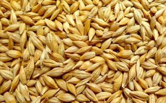 Ячмень цельный, дробленый