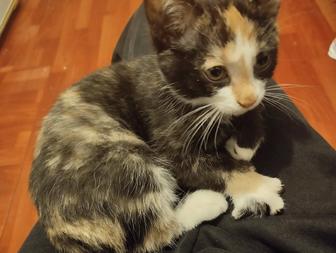 Отдам кошечку 2,5 месяца