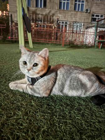 Кошка