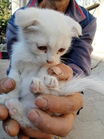 Котенок