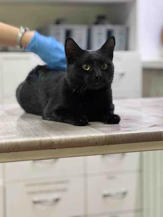 Кот Клякса в поиске дома!