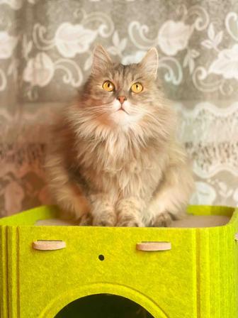 Сибирская кошка