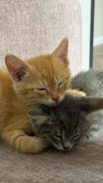 Отдадим котят в добрые руки