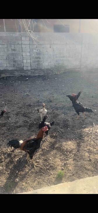 Докан тауық