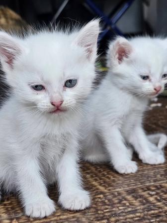 Отдам даром котят