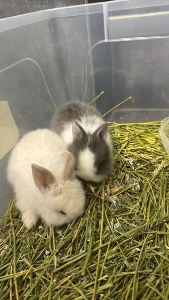 Продам кроликов