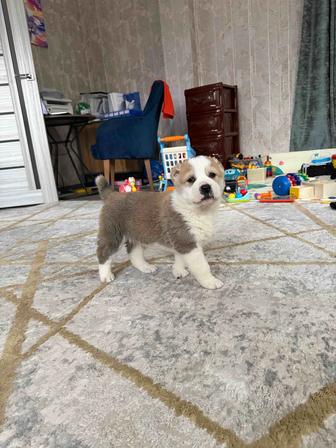 Продам щенят порода алабай