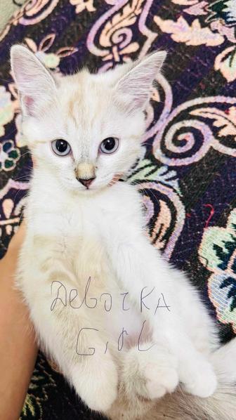 Котята в хорошие руки Алматы
