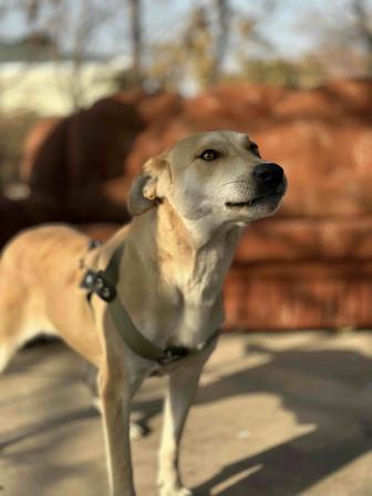 Лесси. Добрая собака ищет семью