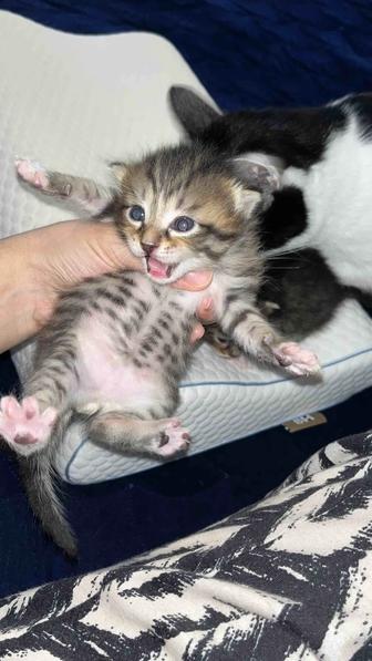 Отдам котят Астана