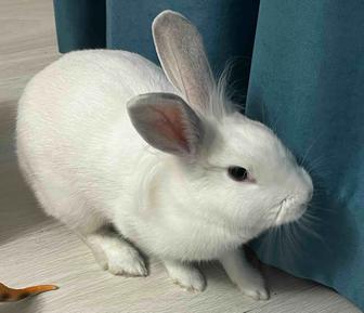 Продам кролика