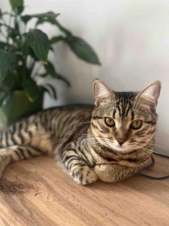 Отдадим кота в очень хорошие руки