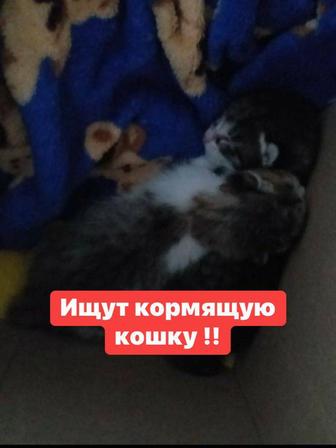 Нужна кормящая кошка