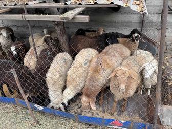 Қой сатылады. Баран.