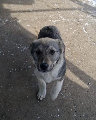 Щенок девочка