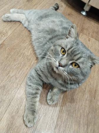 Шотландский котик ищет дом