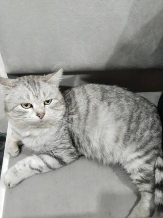 Шотландский котик ищет дом