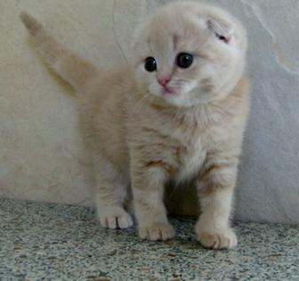 Скотишш фолд