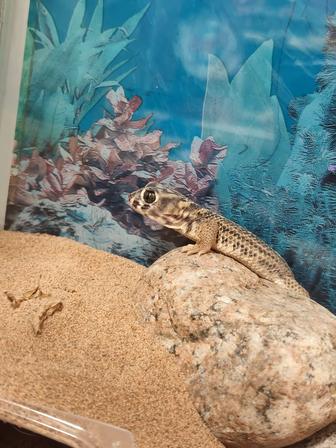 Сцинковые гекконы